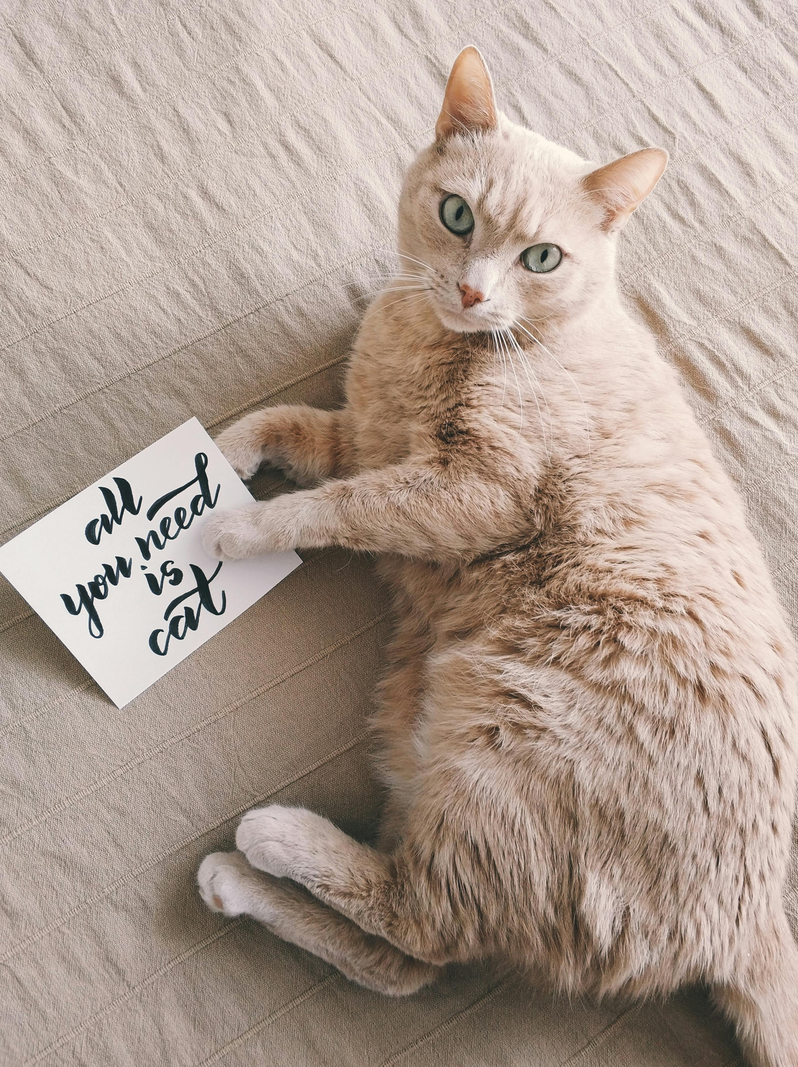 Gatos