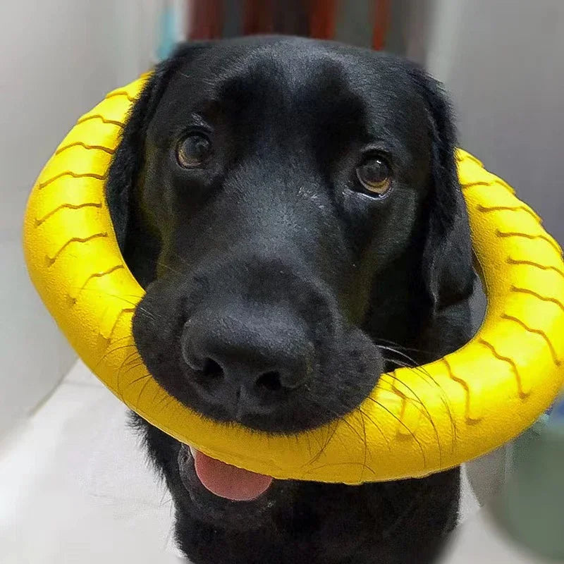 Disco indestructible para perros